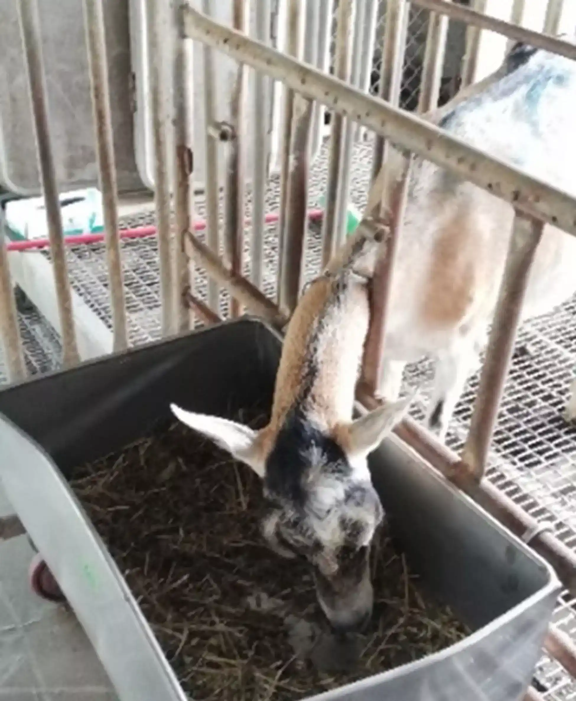 狼尾草青貯料餵養泌乳羊
