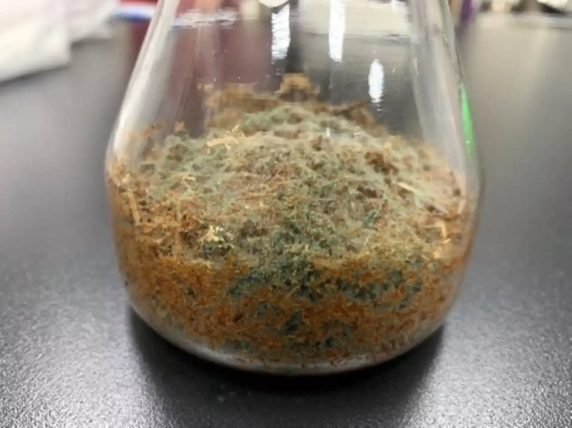 木黴菌分解木竹屑之情形