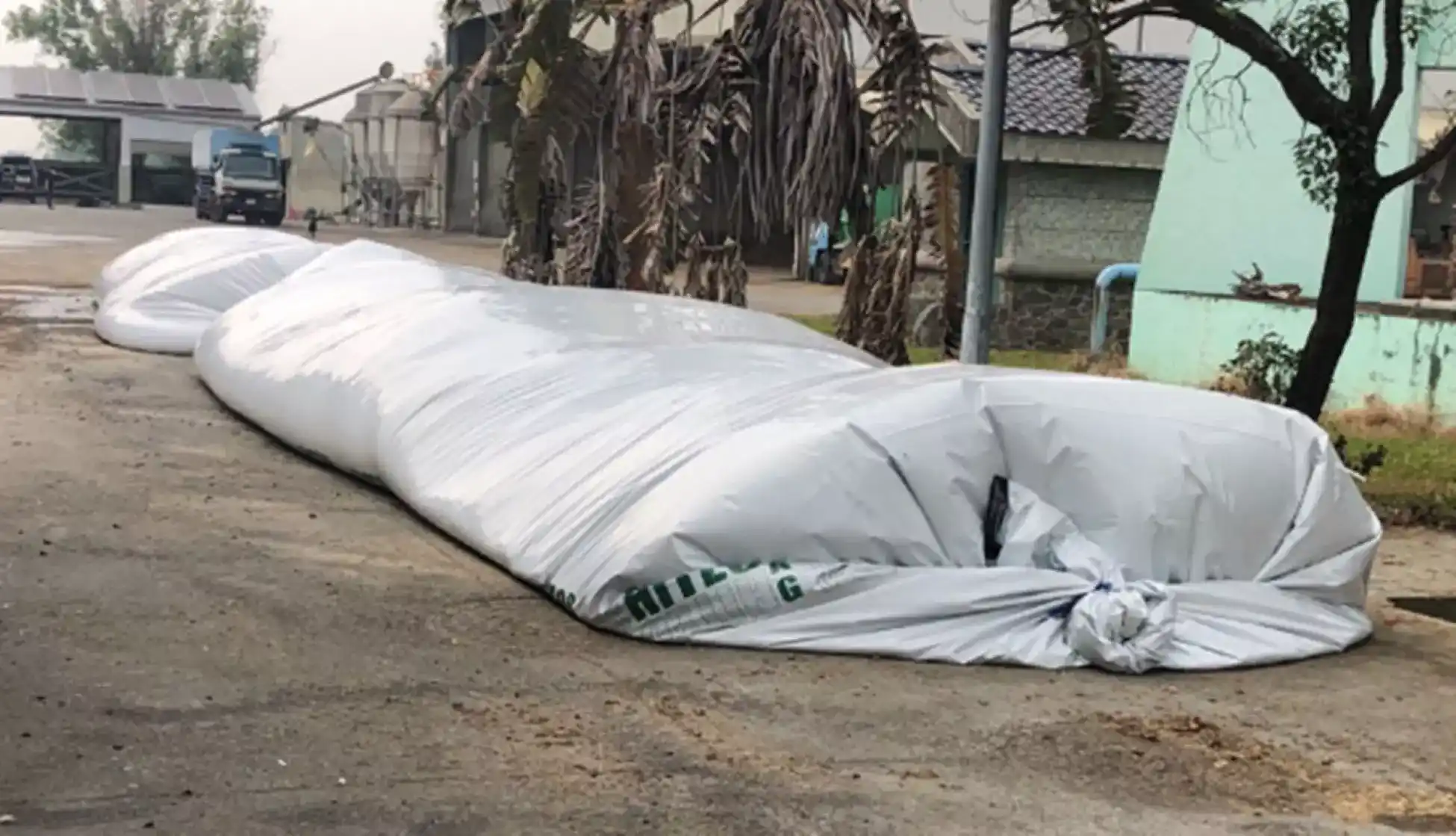 甘藷格外品在香腸式青貯袋中發酵製成青貯料