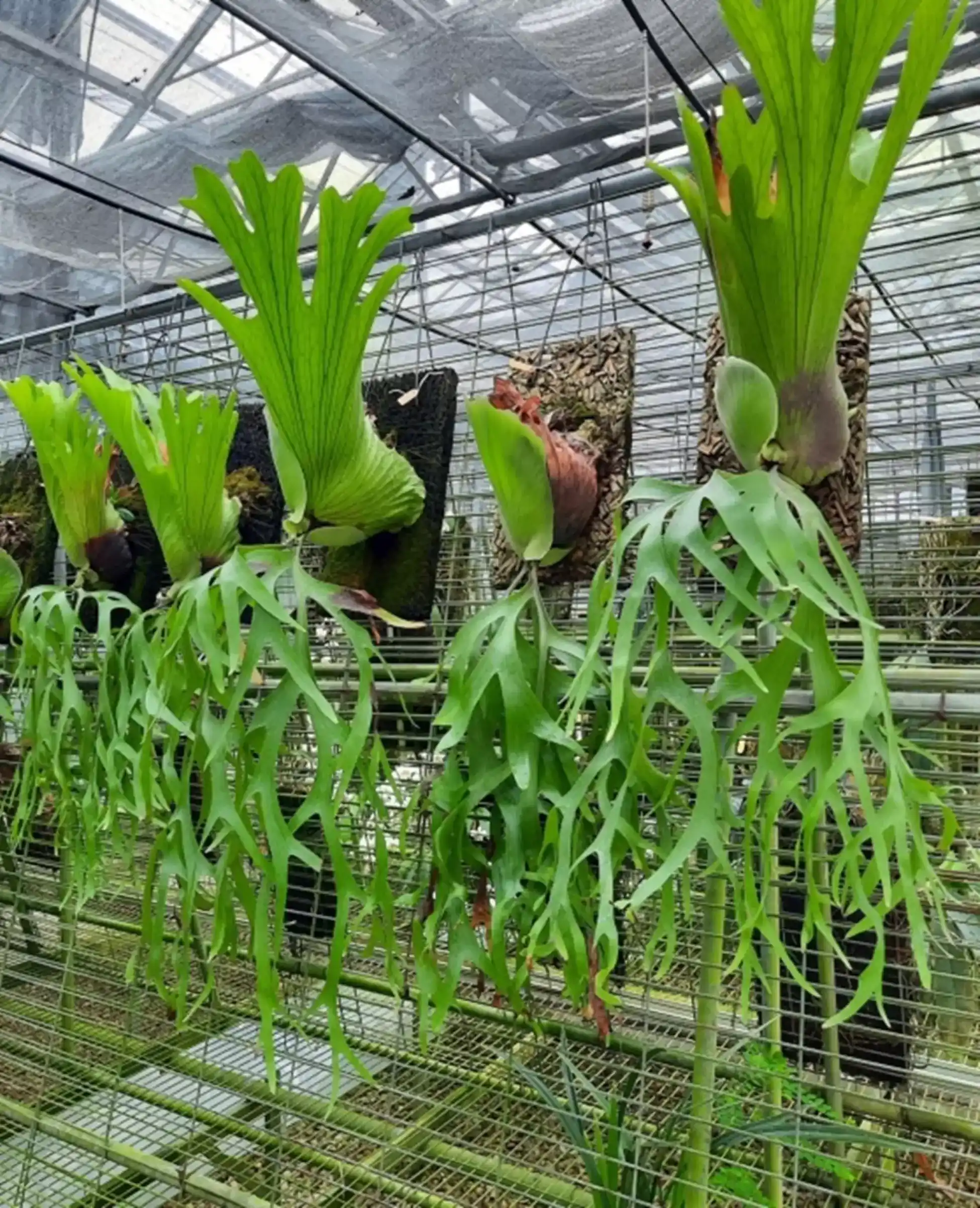 綠竹版之鹿角蕨栽培應用