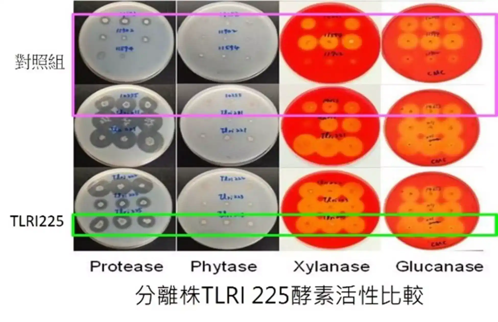 分離株TLRI 225酵素活性比較