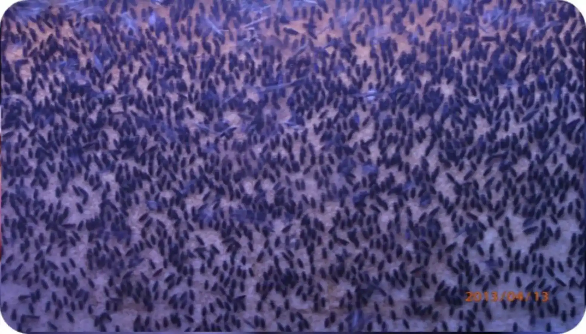 黑水虻繁殖室求偶飛翔