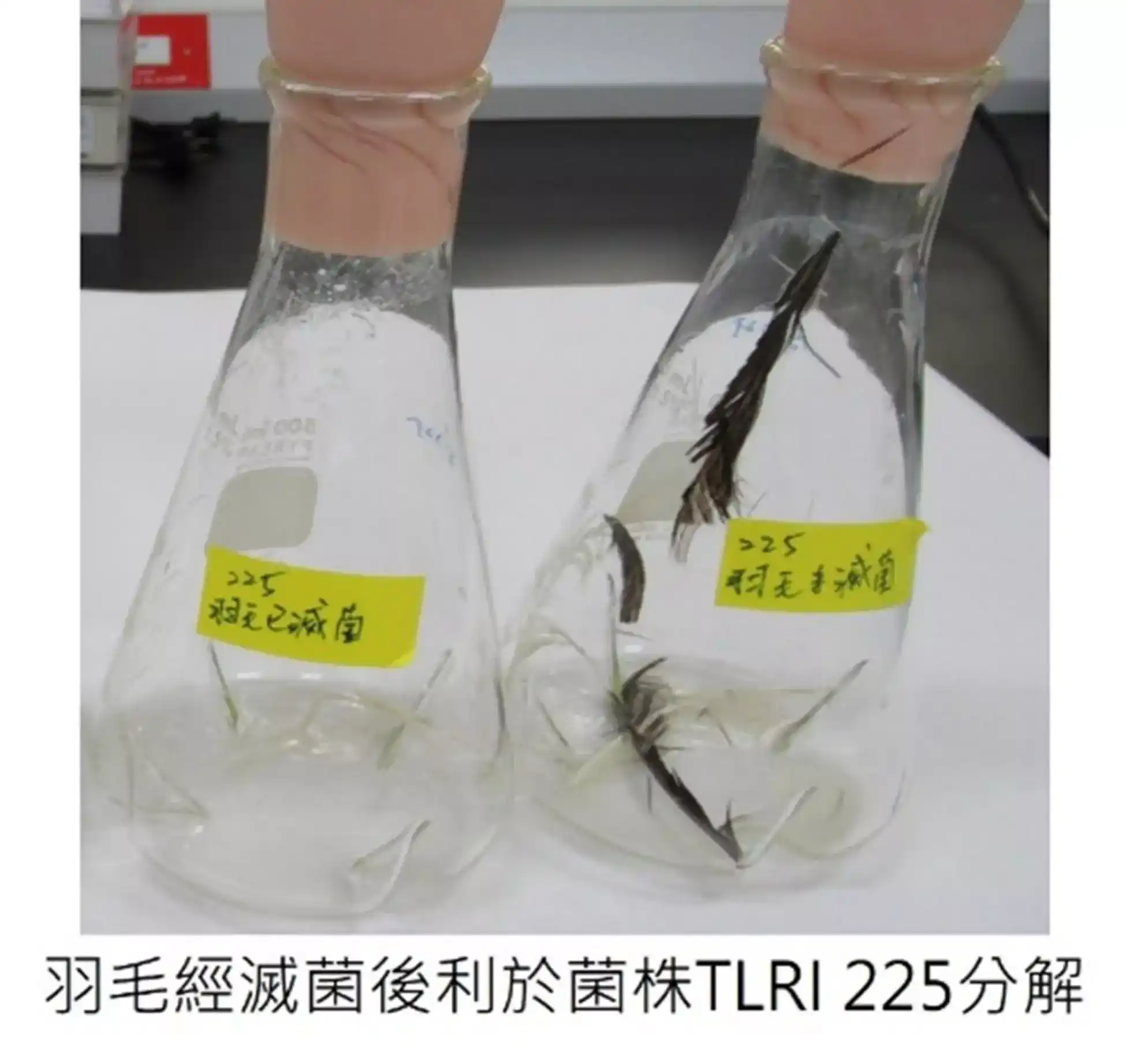 羽毛經滅菌後利於菌株TLRI 225分解
