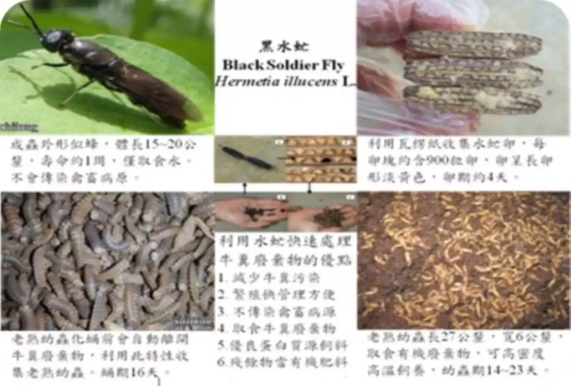 黑水虻生活史簡介說明