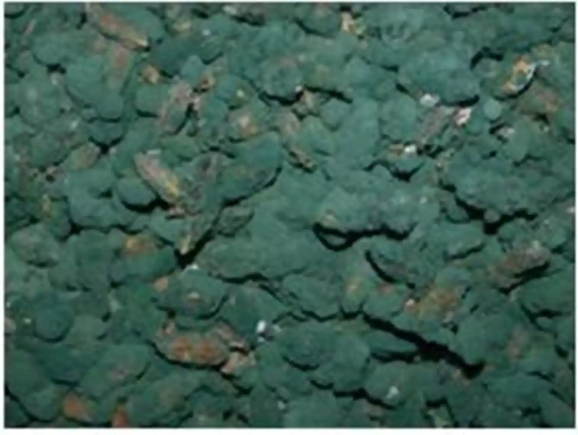 堆肥發酵菌種木黴菌TCT168篩選