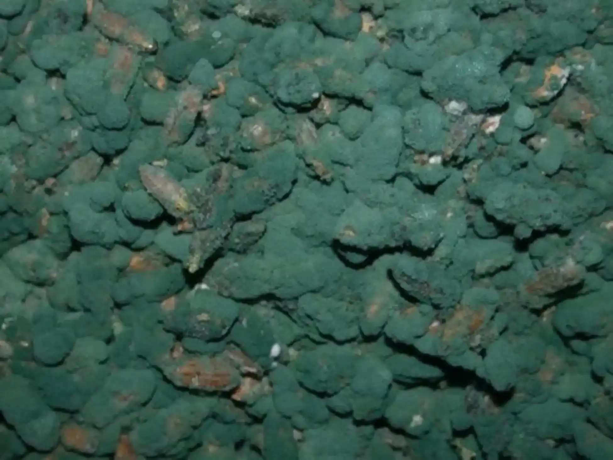 木黴菌TCT768生物性堆肥製作及田間施用效果