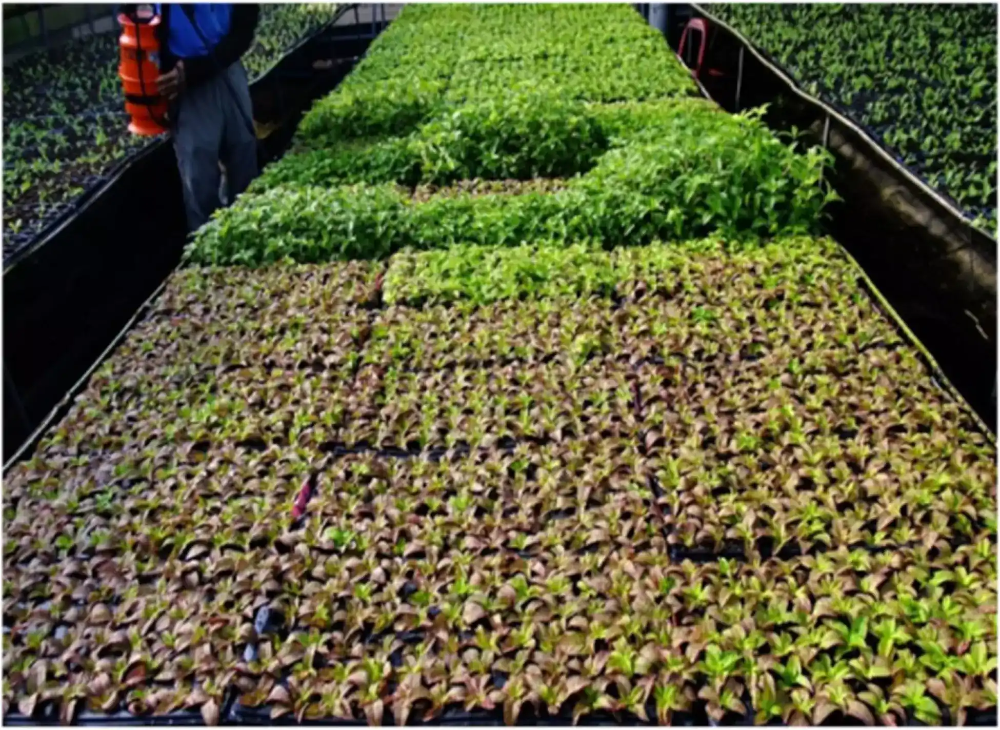 農業副產物調配介質，有助提高仙草壯苗指數近6成