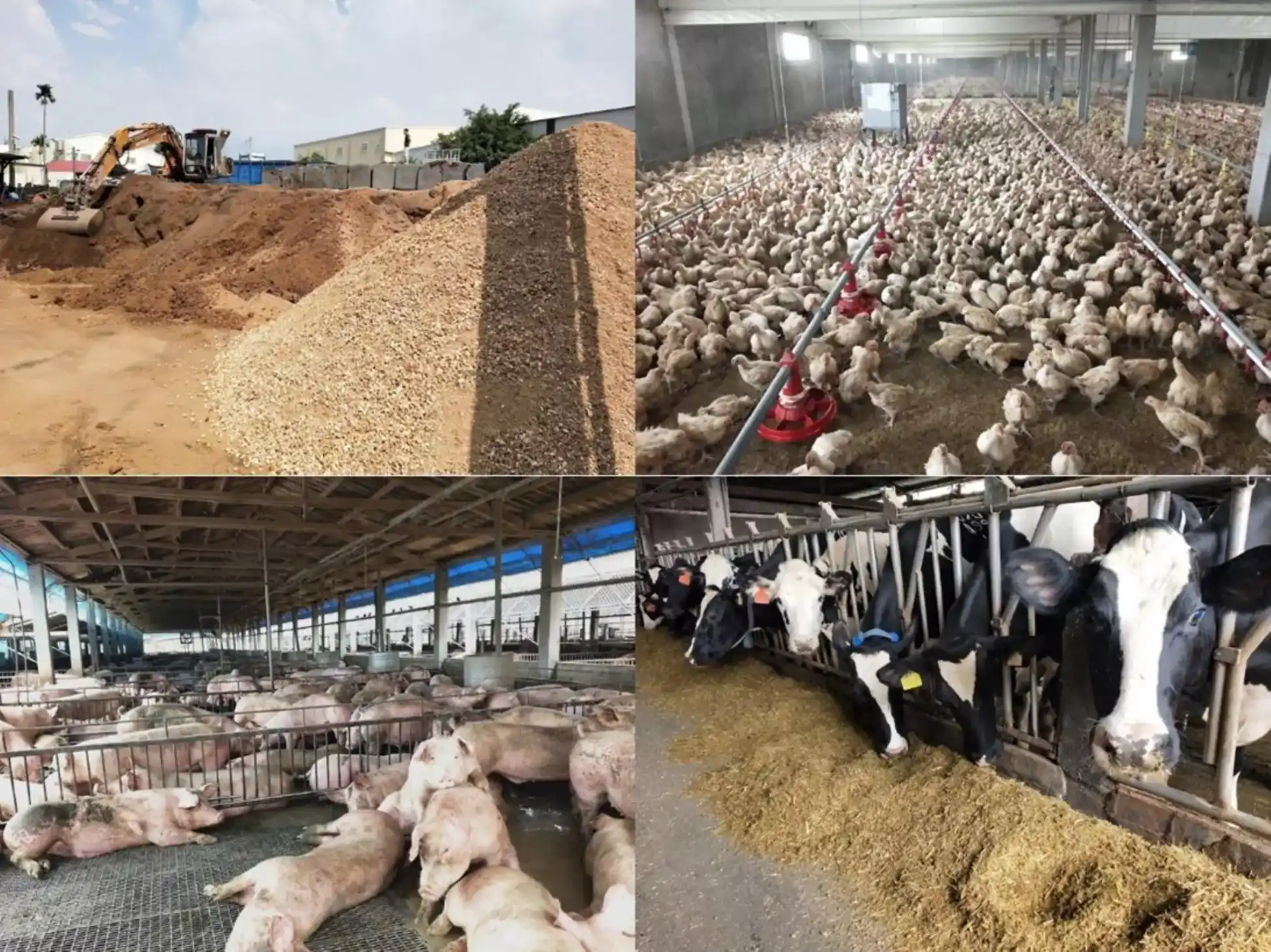 家禽(畜)畜舍飼養場域圖片