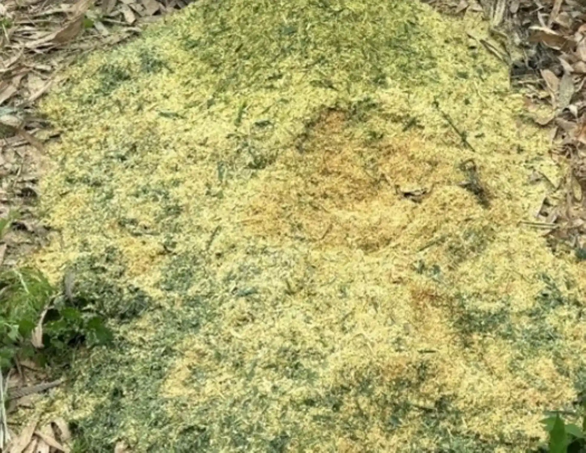 敷蓋抑制雜草生長圖片